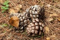 Pine cones Royalty Free Stock Photo