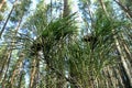 Pine cones blue sky pine Royalty Free Stock Photo