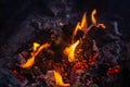 Pine cones in a bonfire close-up Royalty Free Stock Photo