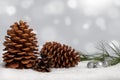 Pine cones and bough in snow