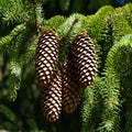 Pine cones on a branch.