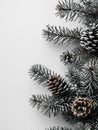 pine cones on a branch