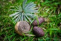 The pine cones with branch on green grass