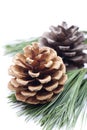 Pine cones and branch needles