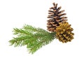 Pine cones with branch on a white background Royalty Free Stock Photo