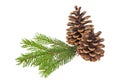 Pine cones with branch on a white background Royalty Free Stock Photo