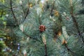 Pine cones on branches Royalty Free Stock Photo