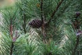 Pine cones on branches with holiday background Royalty Free Stock Photo