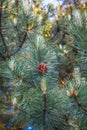 Pine cones on branches Royalty Free Stock Photo