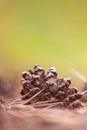 Pine cones with brown pine needles fallen on the ground in the forest in summer, blurred green background. Selective focus