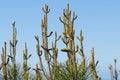 Pine Cones Budding on Tree Royalty Free Stock Photo