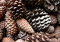 Pine Cones Close Up Royalty Free Stock Photo