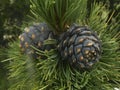 Pine cones close up on the background of branches