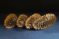 Pine cones close-up on a black background Royalty Free Stock Photo