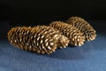 Pine cones close-up on a black background Royalty Free Stock Photo