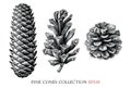 Pine cones collection hand draw vintage engraving style black and white clipart isolated on white background