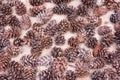 Pine cones on concrete floor background Royalty Free Stock Photo
