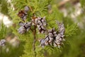 Pine cones on Cypress tree Royalty Free Stock Photo