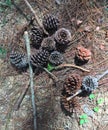The pine cones in Dalat, Vietnam Royalty Free Stock Photo