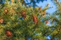 Pine cones of douglas tree. Ripe Cone on Branches of Pseudotsuga menziesii Royalty Free Stock Photo