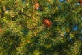 Pine cones of douglas tree. Ripe Cone on Branches of Pseudotsuga menziesii Royalty Free Stock Photo