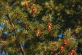 Pine cones of douglas tree. Ripe Cone on Branches of Pseudotsuga menziesii