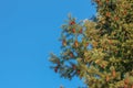 Pine cones of douglas tree. Ripe Cone on Branches of Pseudotsuga menziesii