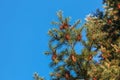 Pine cones of douglas tree. Ripe Cone on Branches of Pseudotsuga menziesii Royalty Free Stock Photo