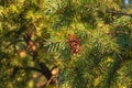 Pine cones of douglas tree. Ripe Cone on Branches of Pseudotsuga menziesii Royalty Free Stock Photo