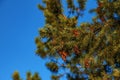 Pine cones of douglas tree. Ripe Cone on Branches of Pseudotsuga menziesii Royalty Free Stock Photo