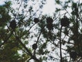 Pine cones. Dry pine cones of small size on a withering tree Royalty Free Stock Photo