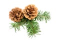 Pine cones with evergreen branch 