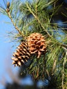 Pinecones on evergreen tree against blue sky