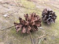 pine cones fall on the mossy forest floor Royalty Free Stock Photo