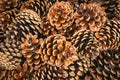 Pine cones