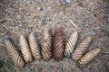 Pine cones in a fan lying on the ground accidentally in the woods Royalty Free Stock Photo