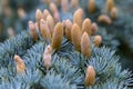 pine cones on the fir branch