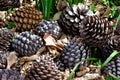 Pine cones on the forest floor. Royalty Free Stock Photo