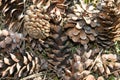 Pine cones on grass Royalty Free Stock Photo