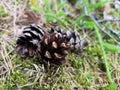 Pine cones on green grass Royalty Free Stock Photo