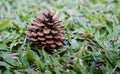 Pine cones on the Green grass texture and background Royalty Free Stock Photo