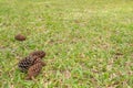 Pine cones on the green meadow floor