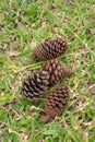 Pine cones on the green meadow floor