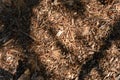 Pine cones on ground mulch Royalty Free Stock Photo