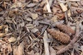 Pine cones on ground mulch Royalty Free Stock Photo