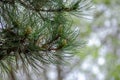 Pine cones growing on the branch Royalty Free Stock Photo