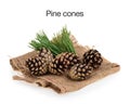 Pine cones isolated Royalty Free Stock Photo