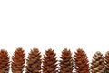Pine cones isolated on white background Royalty Free Stock Photo