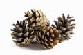 Pine cones isolated on white background. Royalty Free Stock Photo