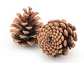 Pine cones isolated Royalty Free Stock Photo